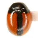 Hyperaspis nigrosuturalis