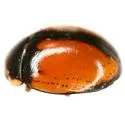 Hyperaspis nigrosuturalis - photo 2