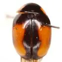 Hyperaspis nigrosuturalis - photo 4