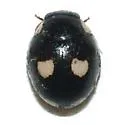 Eight-spotted Lady Beetle