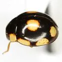 Eight-spotted Lady Beetle - photo 2