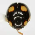 Eight-spotted Lady Beetle - photo 3