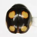 Eight-spotted Lady Beetle - photo 4