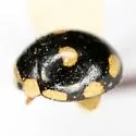 Eight-spotted Lady Beetle - photo 5