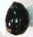Eye-tailed Lady Beetle