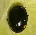 Eye-tailed Lady Beetle - photo 2