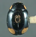 Eye-tailed Lady Beetle - photo 3