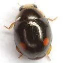 Hyperaspis oculifera