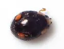 Hyperaspis oculifera - photo 2