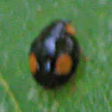 Hyperaspis ornatella