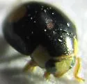 Hyperaspis ornatella - photo 2