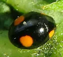 Hyperaspis ornatella - photo 3