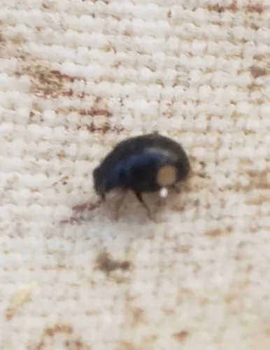 Hyperaspis osculans