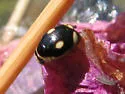 Swamp Lady Beetle