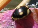 Swamp Lady Beetle - photo 2