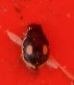 Swamp Lady Beetle - photo 3