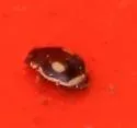 Swamp Lady Beetle - photo 4