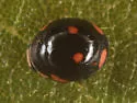 Hyperaspis pinguis