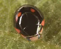 Hyperaspis pinguis - photo 2