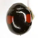 Hyperaspis pistillata