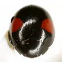 Hyperaspis pistillata - photo 3