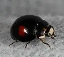 Hyperaspis pistillata - photo 4