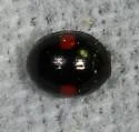 Hyperaspis pistillata - photo 5
