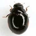 Hyperaspis pleuralis