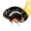 Hyperaspis pleuralis - photo 2