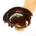 Hyperaspis pleuralis - photo 3