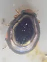 Hyperaspis pleuralis - photo 4
