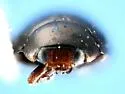 Hyperaspis pleuralis - photo 5