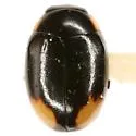 Postica Lady Beetle - photo 2
