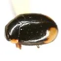 Postica Lady Beetle - photo 3