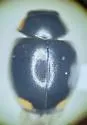Postica Lady Beetle - photo 4