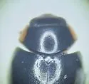 Postica Lady Beetle - photo 5
