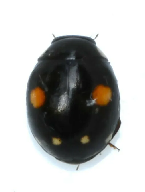 Esteemed Lady Beetle - photo 2