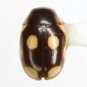 Hyperaspis punctata