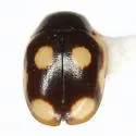 Hyperaspis punctata - photo 2