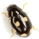 Hyperaspis punctata - photo 3
