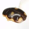 Hyperaspis punctata - photo 4