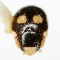 Hyperaspis punctata - photo 5