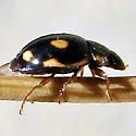 Four-eyed Lady Beetle