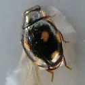 Four-eyed Lady Beetle - photo 2