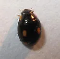 Four-eyed Lady Beetle - photo 3