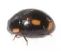 Four-eyed Lady Beetle - photo 4