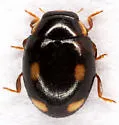 Four-eyed Lady Beetle - photo 5