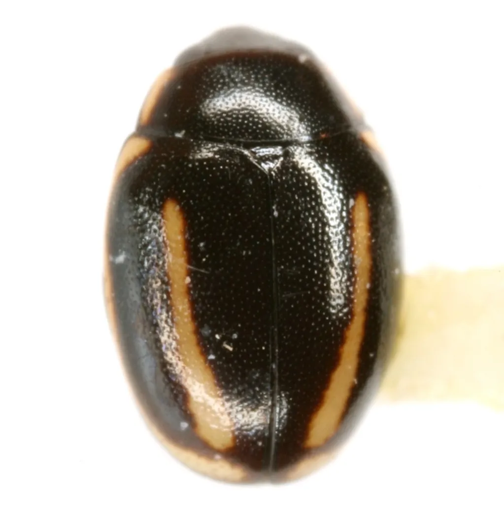 Four-streaked Lady Beetle - photo 2