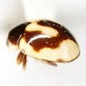 Hyperaspis revocans - photo 4