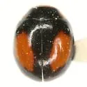 Hyperaspis rivularis